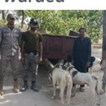 جنگلی حیات کے غیر قانونی شکار پر 9 ملزمان گرفتار